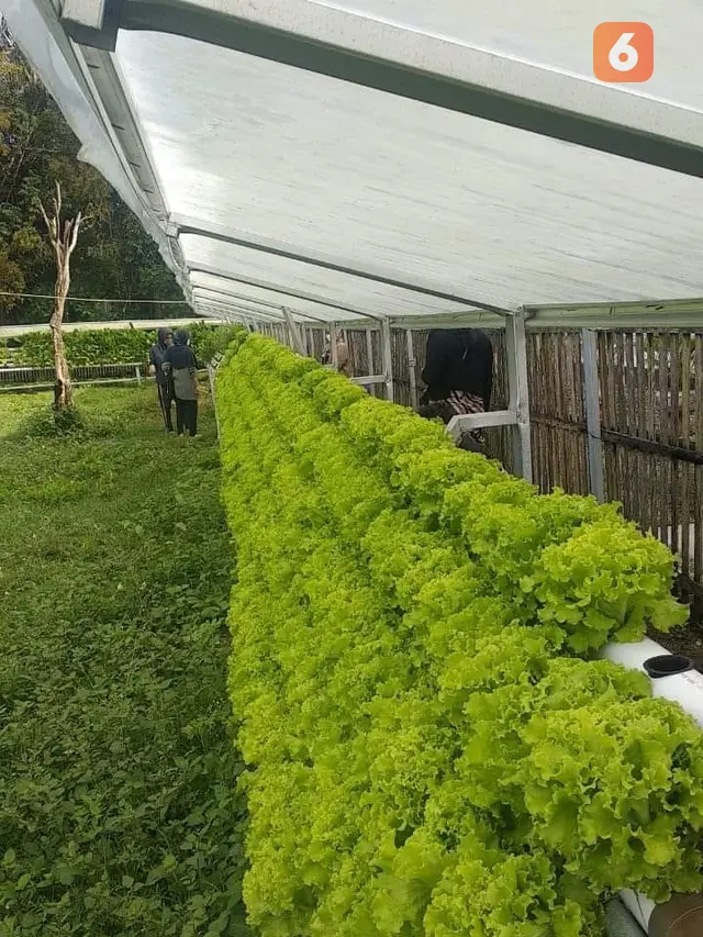 Kebun KWT Desa Ulanata