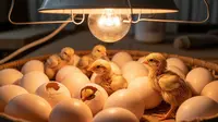 Cara Menetaskan Telur dengan Lampu, Yuk Coba Sendiri di Rumah