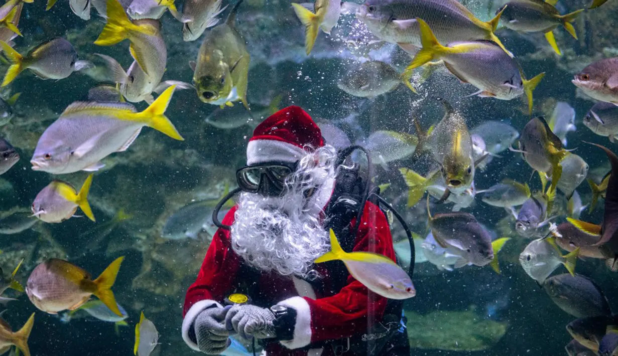 Seorang penyelam yang mengenakan pakaian Sinterklas memberi makan ikan dalam tangki di Aquaria KLCC, Kuala Lumpur, Malaysia, 23 Desember 2020. Pertunjukan ini sebagai bagian dari perayaan Natal. (Mohd RASFAN/AFP)