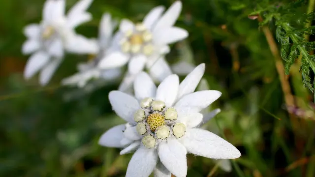 Ilustrasi bunga Edelweis