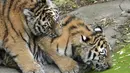 Harimau Siberia kecil Kasimir dan Kalinka bermain bersama di kebun binatang di Duisburg, Jerman, Senin (25/10/2021). Anak harimau kembar lahir pada bulan Mei dan menikmati musim gugur pertama mereka di kandang dekat dengan alam di kebun binatang . (AP Photo/Martin Meissner)