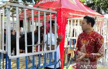 Fantastis! Harga Ayam Pelung Cianjur Bisa Tembus Puluhan Juta, Kontes Jadi Agenda Tahunan Pemkab
