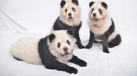 Lucu, Tiga Anjing Ini Dicat Agar Mirip Panda. Foto: Facebook/Panda Chow Chows