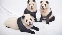 Lucu, Tiga Anjing Ini Diwarnai agar Mirip Panda