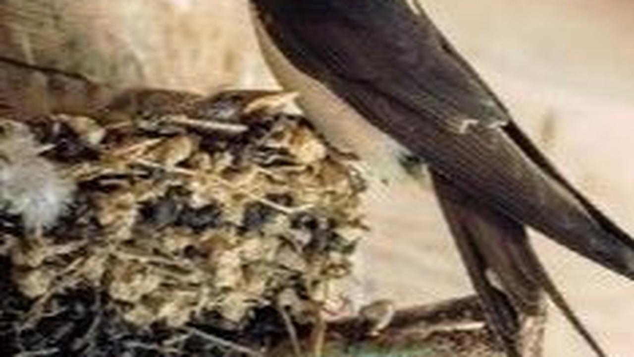 10. Ternak Burung Walet<br>