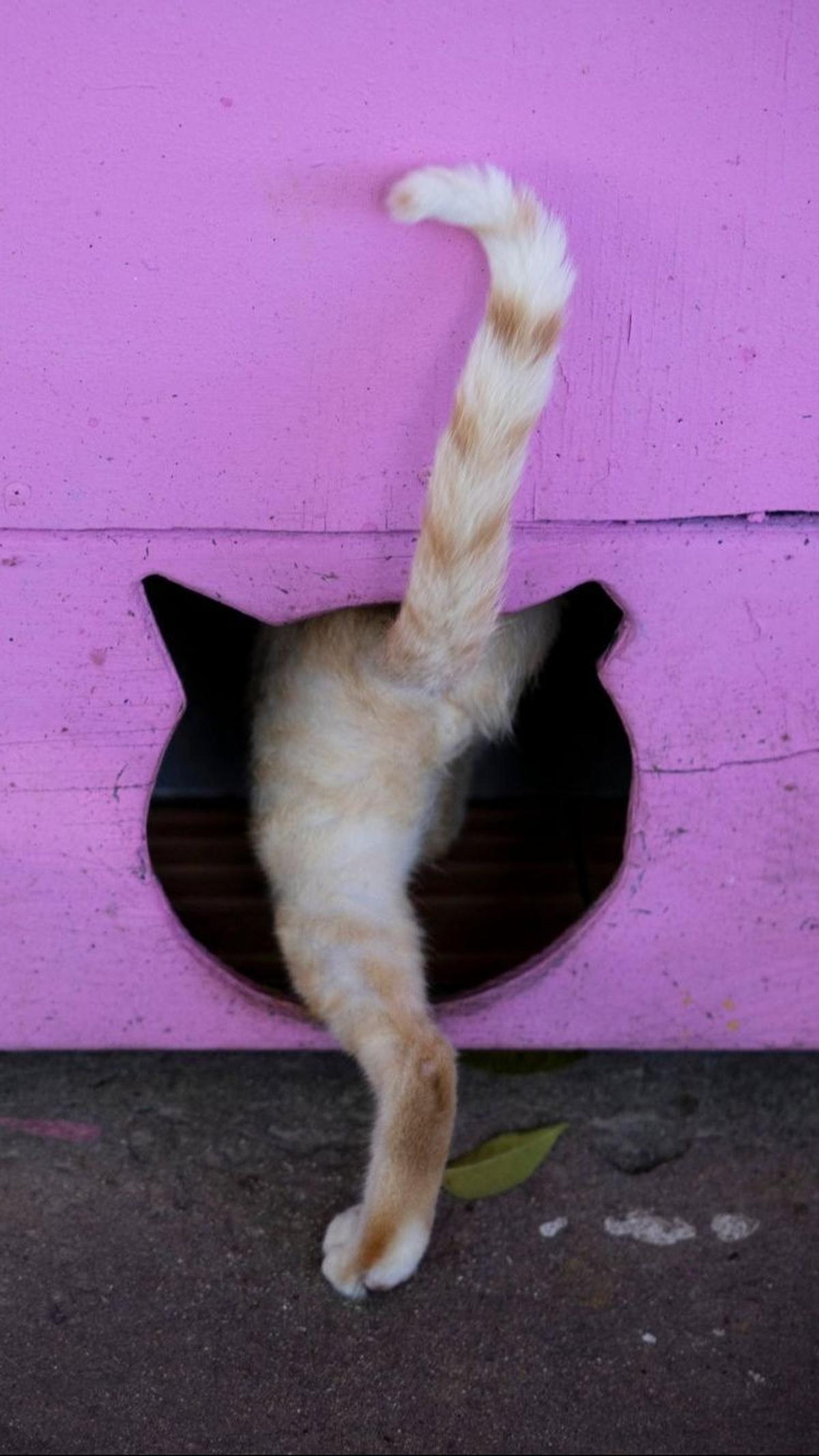 Kucing-kucing ini diyakini sebagai keturunan kucing era kolonial yang dibawa oleh Walikota San Juan pada era pertengahan abad ke-20 untuk membunuh tikus.&nbsp;Foto: RICARDO ARDUENGO / AFP