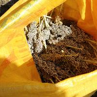 Kementan Dorong Pengembangan Sorgum, Benih dari Cirebon Disiapkan