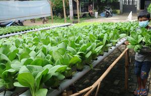 Seorang anak membawa sayuran pakcoy dengan sistem hidroponik di halaman rumahnya di Bojongsari, Depok, Jawa Barat, Senin (7/3/2022). Beragam tanaman hidroponik seperti pakcoy, selada dan bayam ditanam pada lahan sempit depan rumah setahun terakhir. (merdeka.com/Arie Basuki)