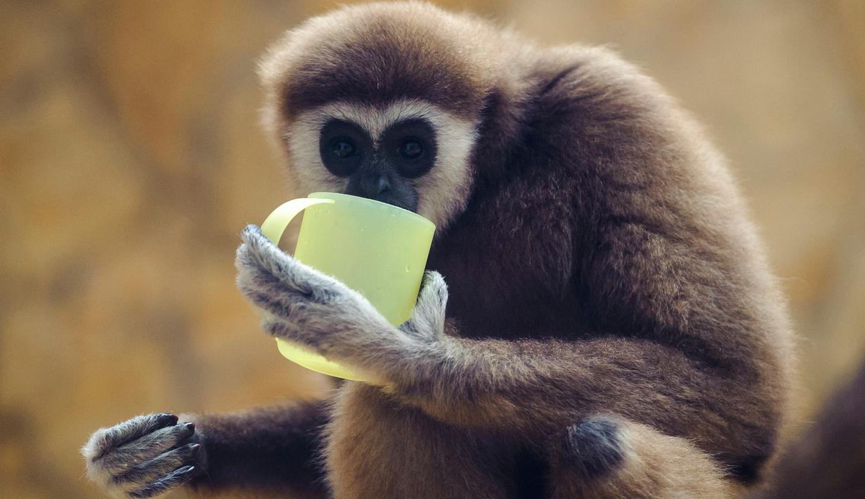 Seekor siamang meminum teh hangat di kebun binatang Debrecen, Budapest, Hungaria, Rabu (25/1). Pihak pengelola kebun binatang memberikan minuman hangat kepada para hewan untuk menghangatkan tubuh saat udara dingin. (Zsolt Czegledi/MTI via AP)