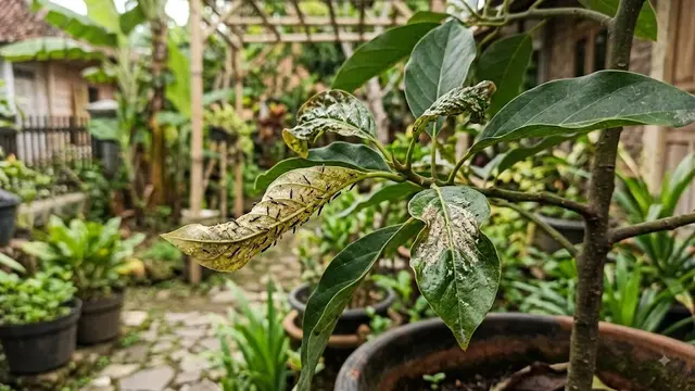 Hama yang Sering Menyerang Tanaman Alpukat
