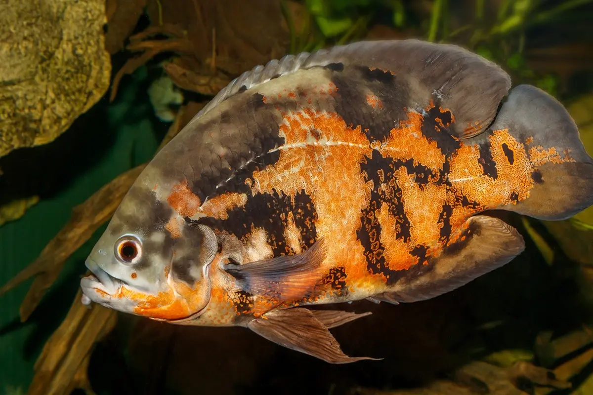 Ikan Oscar