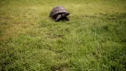 Seekor kura-kura raksasa Seychelles bernama Jonathan, berjalan di rumput di kediaman  Gubernur Kerajaan Inggris, Saint Helena (20/10). Kura-kura tersebut diberi nama Jonathan oleh Gubernur Sir Spencer Davis pada tahun 1930. (AFP PHOTO / Gianluigi Guercia)