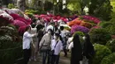 Para pengunjung berjalan di antara bunga-bunga azalea yang bermekaran di Kuil Nezu, Tokyo, pada hari musim semi yang sejuk, Senin, 15 April 2024. (AP Photo/Eugene Hoshiko)
