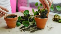How to Repot a Plant Correctly and 7 Signs That Your Plant Need a New Home