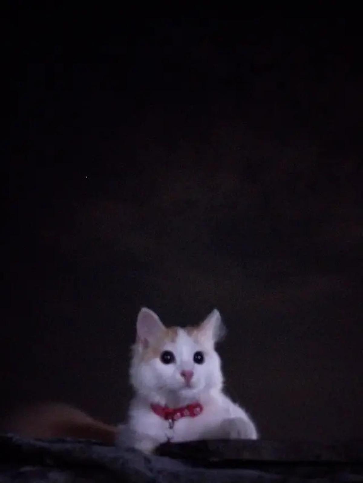 6 Potret Kucing Nyantai di Atap Rumah, Sering Dikira Hilang karena Tak Pulang