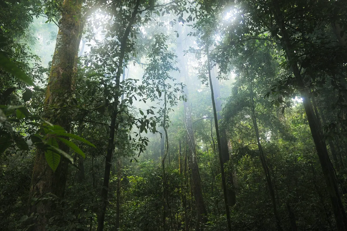 Hutan Hujan Tropis