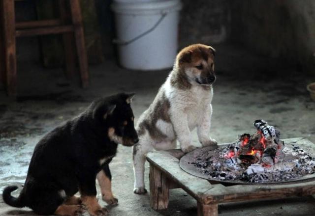 Yuk deketan sini biar hangat, mungkin begitu kata anjing ini| Photo copyright Shanghaiist.com