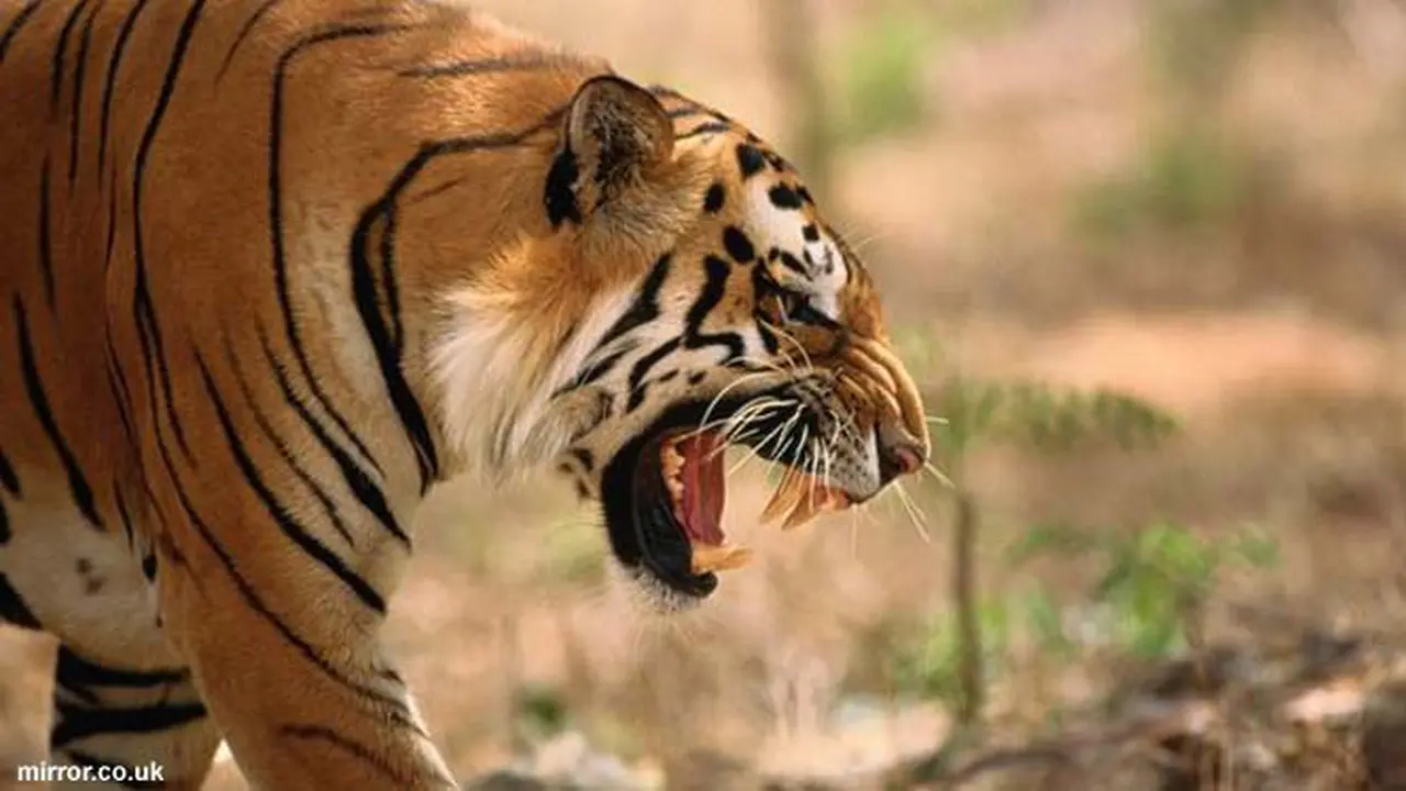 harimau-130525c.jpg