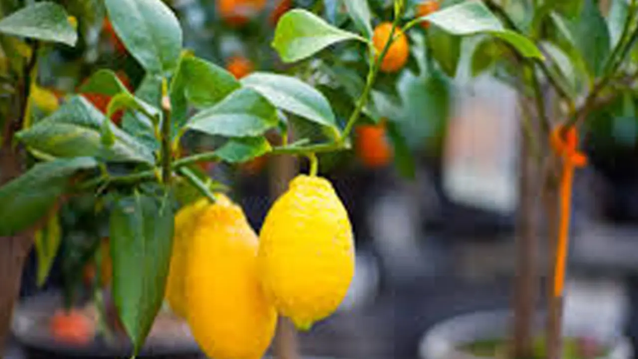 Cara Menanam Lemon di Pekarangan Rumah