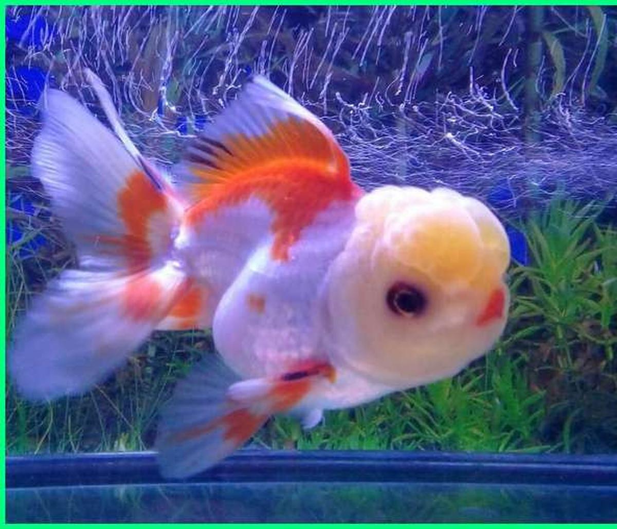 Ikan Mas Koki Oranda