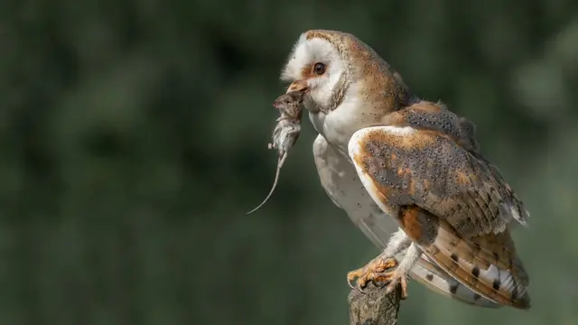 Bantuan 1.000 ekor burung hantu untuk bantu basmi hama tikus. (Foto: Kementerian PU)