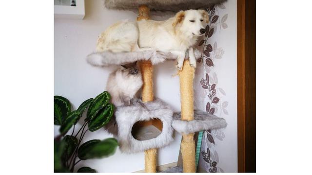 6 Potret Hewan Krisis Identitas Ini Bikin Tepuk Jidat, Bingung Lihatnya