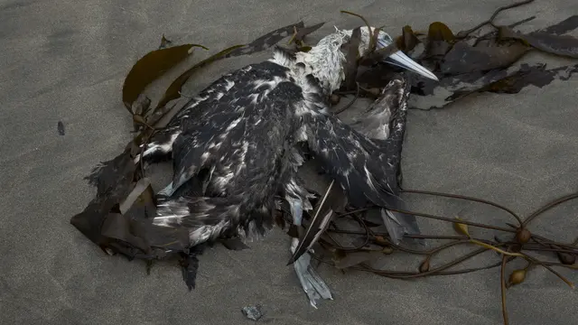 Belasan Ribu Pelikan Mati di Peru Akibat Flu Burung