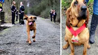 Seekor anjing yang kabur dari rumah pemiliknya dan ikut berlari bersama para peserta lari Maraton di kota.