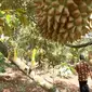Perkebunan durian Montong Cane di Desa Limbangan, Wanareja, Cilacap, Jawa Tengah. (Foto: Liputan6.com/Muhamad Ridlo)