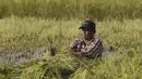 Seorang petani mengikat seikat batang padi setelah hujan baru-baru ini selama musim panen di desa Svay Bork di luar Phnom Penh, Kamboja, Selasa (3/11/2020). Petani Kamboja mulai memanen padi setelah musim hujan. (AP Photo/Heng Sinith)