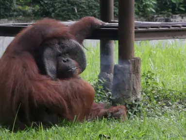 Potongan gambar dari video memperlihatkan orangutan bernama Ozon mengisap rokok di dalam kandangnya di Kebun Binatang Bandung, Jawa Barat, 4 Maret 2018. Orangutan 22 tahun itu mengisap rokok yang dilempar secara sengaja oleh pengunjung. (AP Photo)