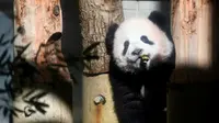 Menanggapi kehebohan tersebut, Wali Kota Tokyo Yuriko Koike mengatakan bahwa bayi panda itu adalah harta karun bagi masyarakat Jepang (AFP)