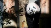 Terkenal di Jepang, Panda Xiang Xiang Terpaksa Lembur 4 Jam