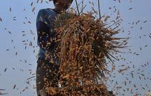 Terserang El Nino dan Anomali Mahalnya Harga Beras