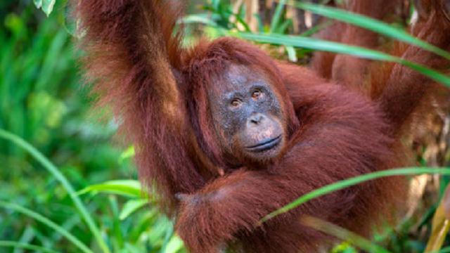 Ilustrasi orangutan (iStock)