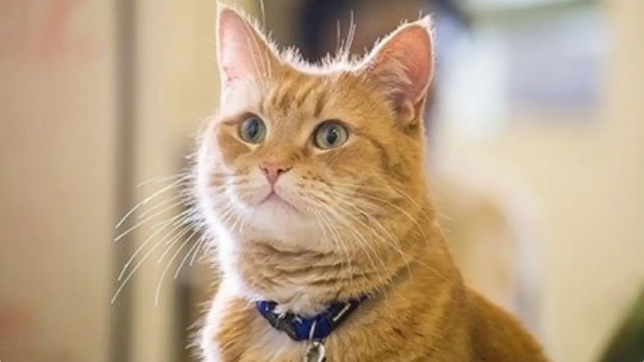 A Street Cat Named Bob (2016)