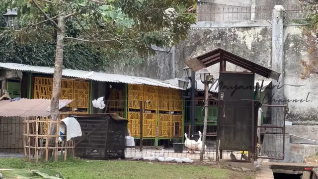 Potret Taman Rumah Mayangsari di Purwokerto/Youtube Mayangsari Channel