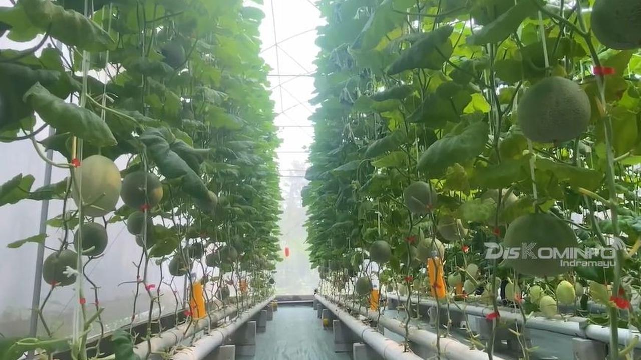 “Ciri buah melon ini kalau matang itu jaring-jaring (net) di buahnya akan menyatu, lalu pangkal batangnya akan retak, sehingga mudah dipetik atau jatuh ke tanah,” terang dia
