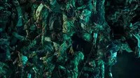 Colony, Film Impor Pertama Yang Tembus 1 Juta Penonton di Indonesia!