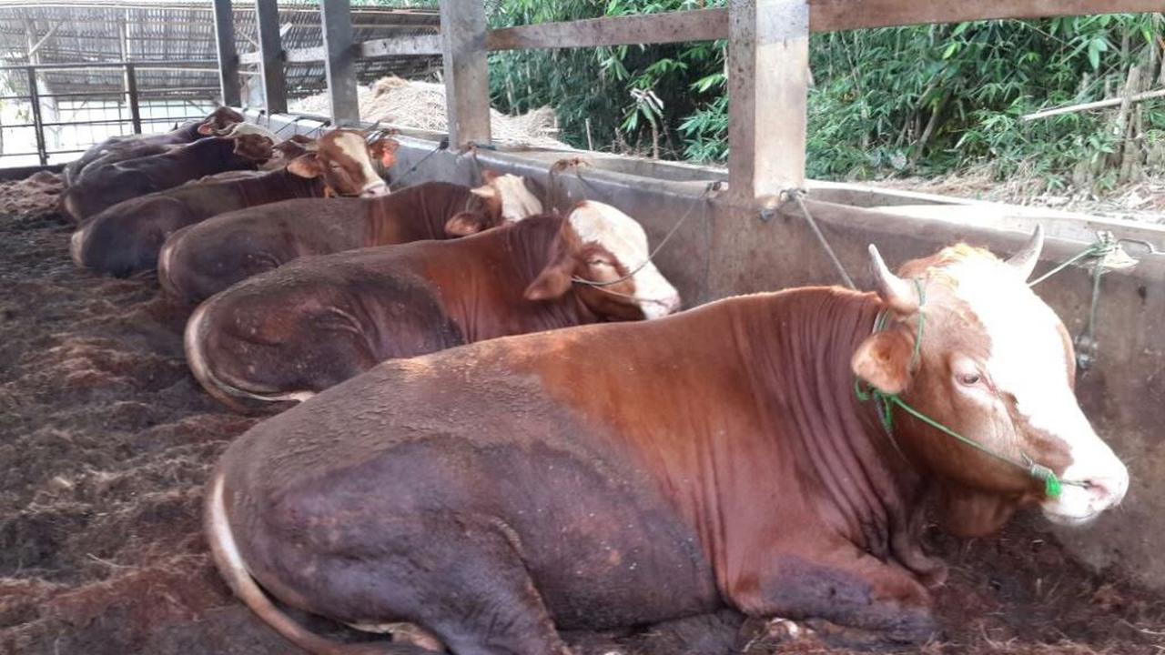 Ternak sapi untuk keperluan hewan kurban Hari Raya Idul Adha. (Foto: Liputan6.com/Muhamad Ridlo)