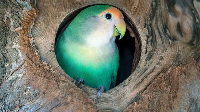 Ilustrasi burung lovebird