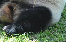 Mengapa Panda Gendut Meski Hanya Makan Tumbuhan?