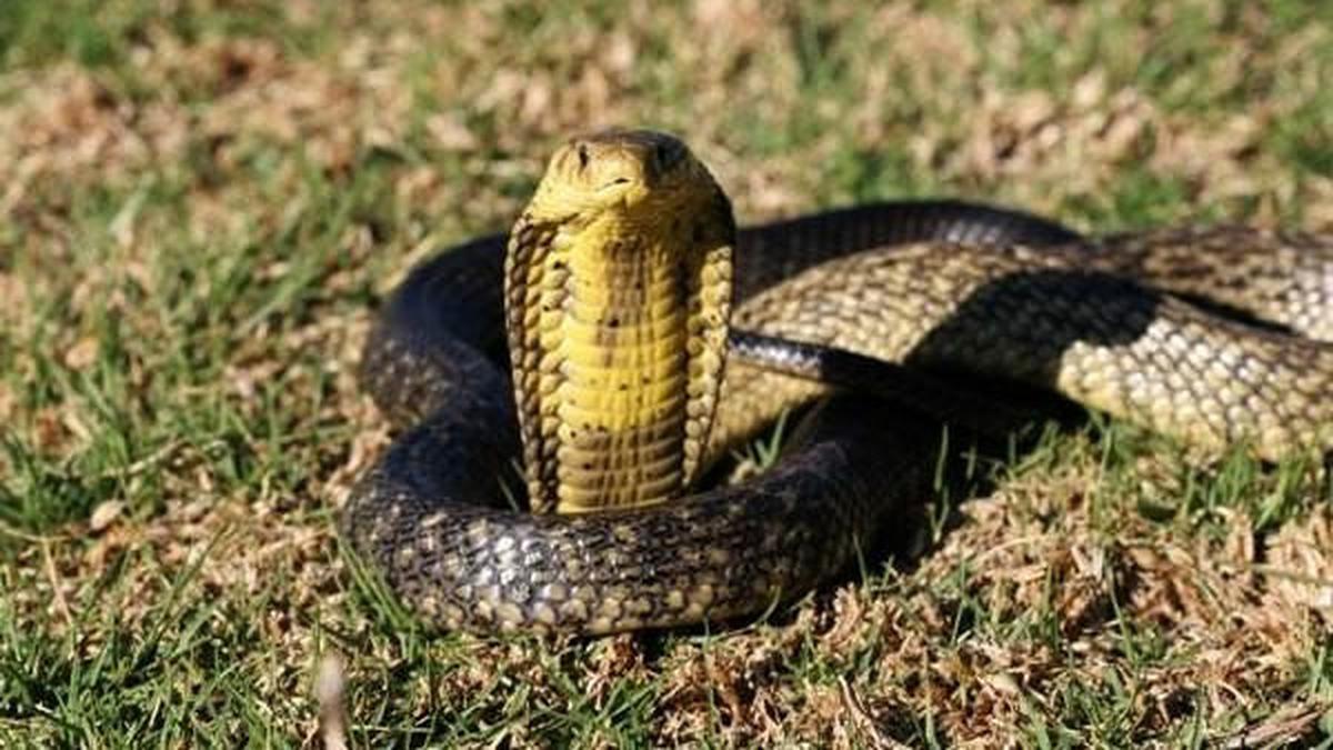 Penjelasan Kenapa Bisa Ular Begitu Mematikan, Ternyata ini Komposisinya