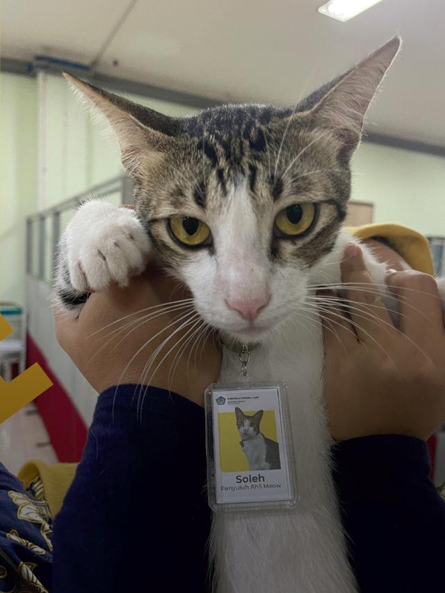 Soleh Pegawai Kucing Ditjen Pajak Serpong