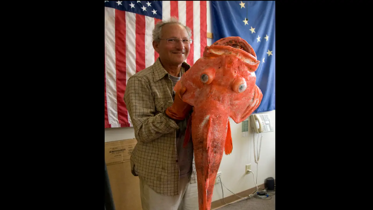 Ikan rockfish langka yang ditangkap di Alaska. (Huffington Post)