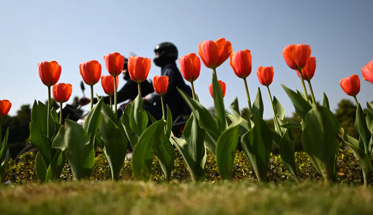 Seorang pengendara melewati bunga tulip di pinggir jalan di New Delhi (7/2/2022). Bulan Februari bunga tulip mulai bermekaran menunjukkan warna aslinya di pinggir jalan di New Delhi, India. (AFP/Sajjad Hussain)