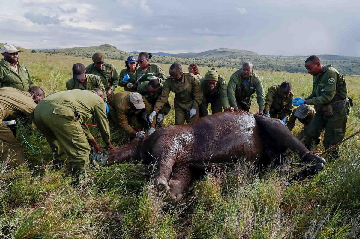 FOTO:  Melihat Penandaan Telinga Badak di Kawasan Konservasi Margasatwa Lewa Kenya