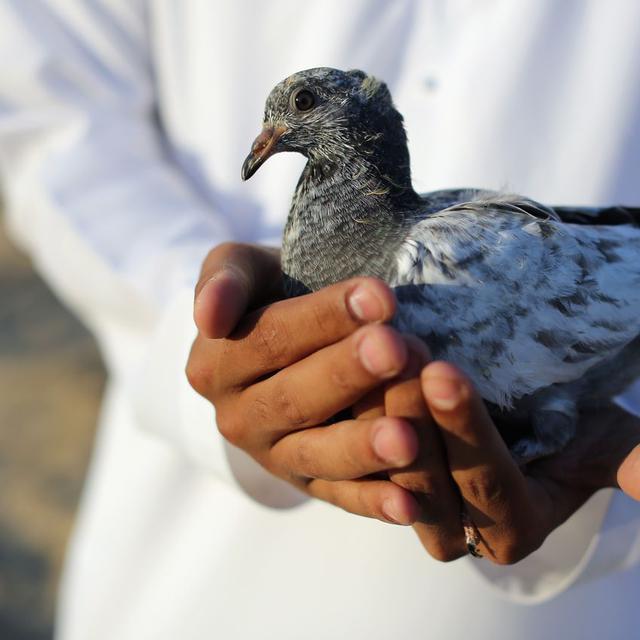 Waspadai 5 Jenis Penyakit Yang Berasal Dari Burung Ini Health