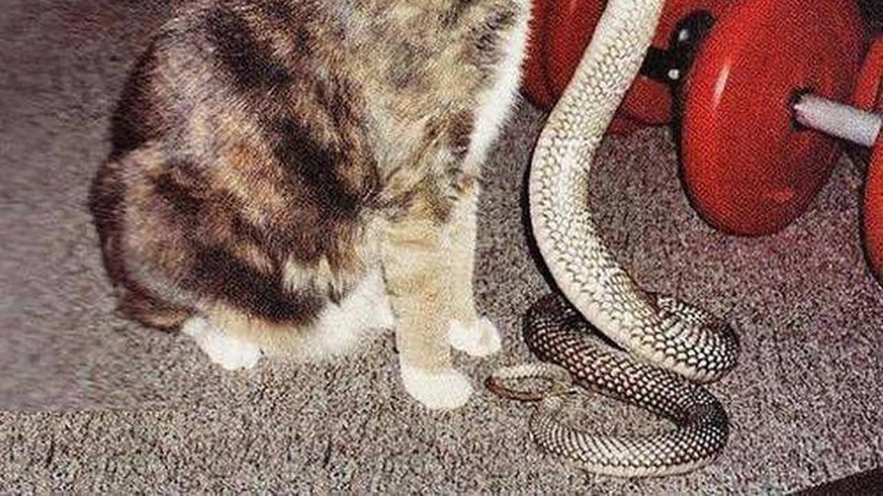 7 Tanda Ular Cobra Masuk Rumah yang Wajib Diwaspadai dan Cara Mengusirnya