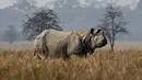 Seekor badak bercula satu menacri makan di Suaka Margasatwa Pobitora di negara bagian Assam, India (18/3). Petugas hutan India melakukan sensus menyusul adanya lonjakan jumlah badak bercula satu di India. (AP Photo / Anupam Nath)